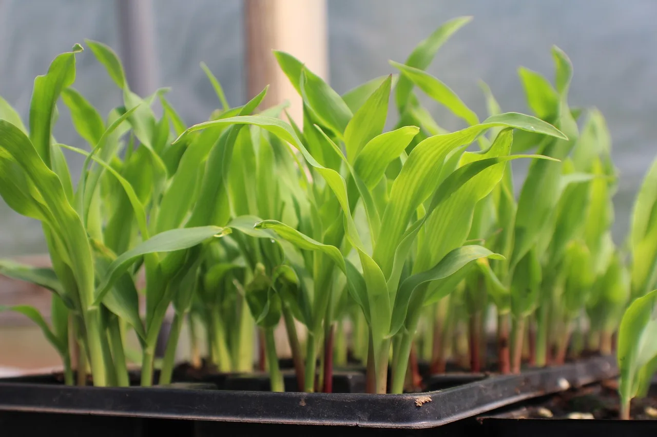 Hands fill seed trays with a light seed starting mix on a potting bench.