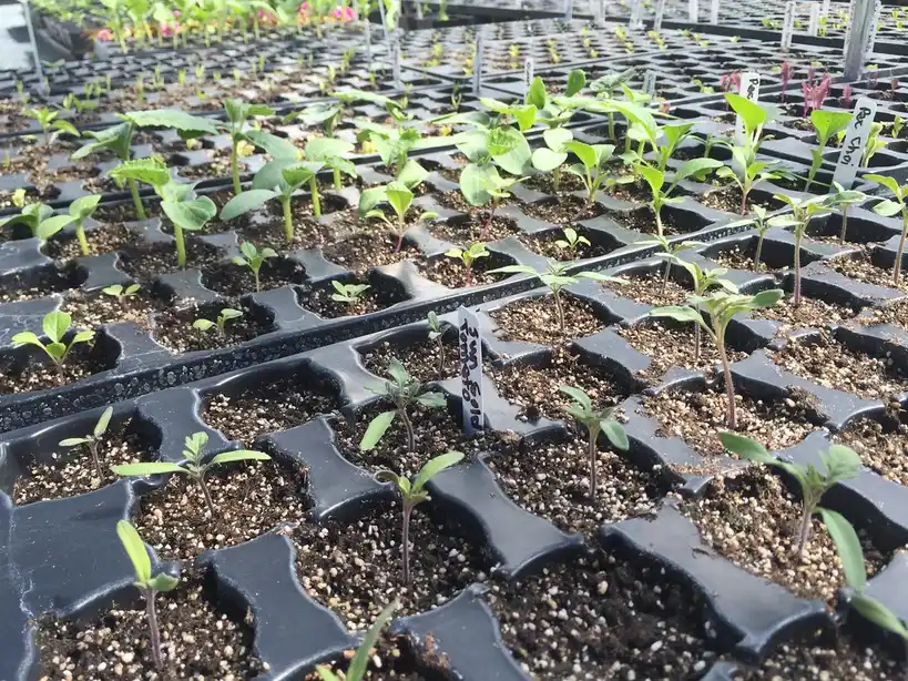 Close-up of seedlings sprouting from a fine, airy seed starting mix.