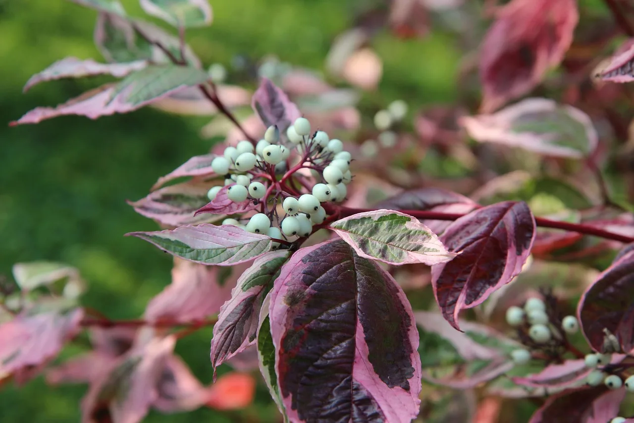 How to choose shrubs for a botanical garden border
