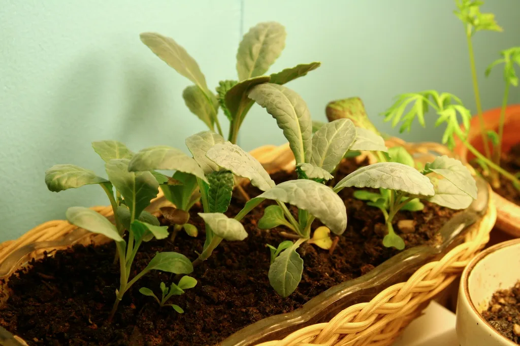 Hands mixing potting soil, compost, and perlite for container vegetables