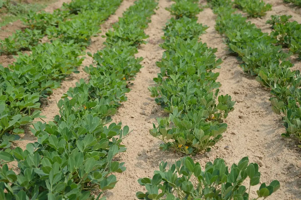 Quick picks by crop and container type