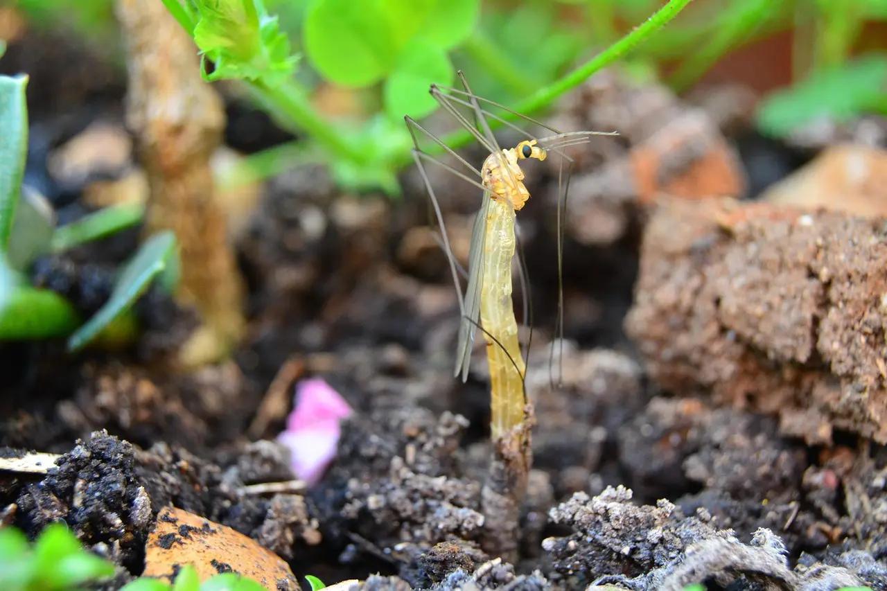 Which soil ingredients matter most?