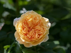 Best Time of Day to Visit a Botanical Garden for Photos