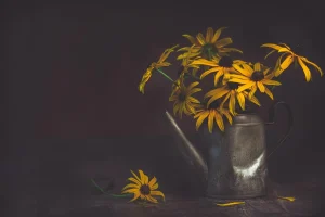 Best Time of Day to Water Indoor Plants to Prevent Rot