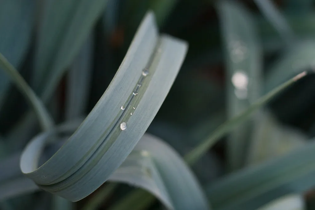 Hand meter measuring light next to leafy greens in a shaded raised bed