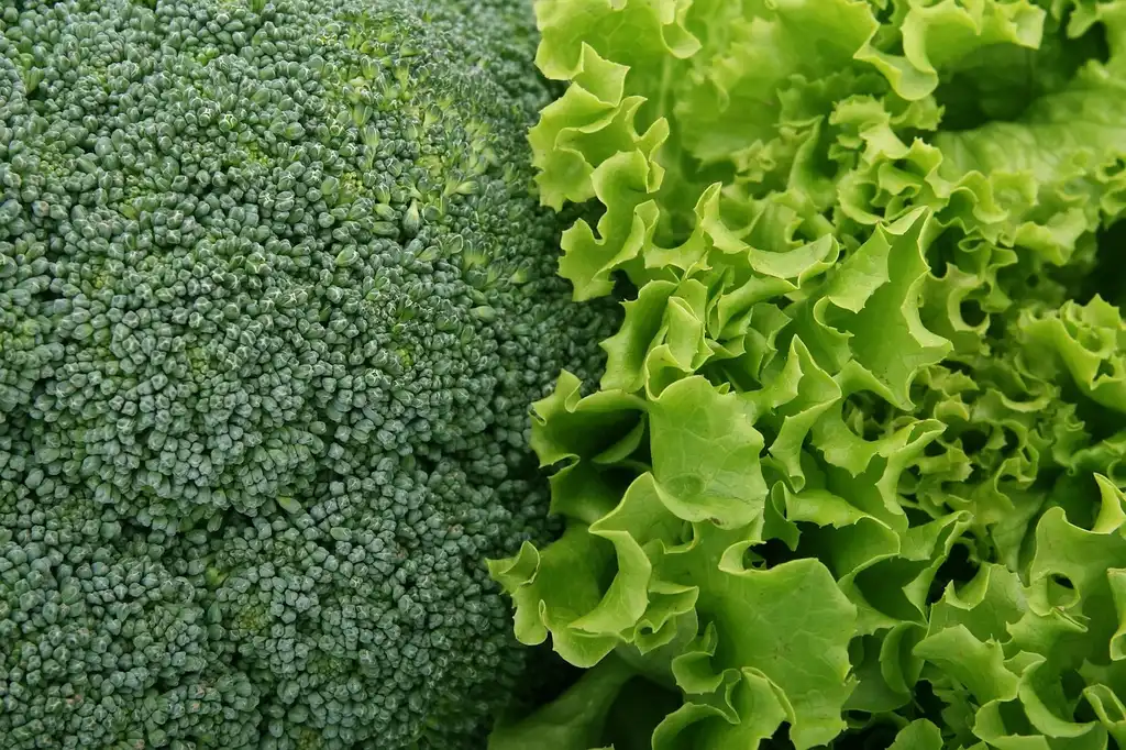 Lettuce: best for the lowest-light leafy bed