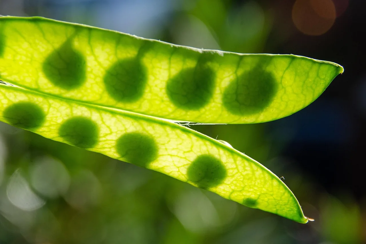 Best vegetables for full sun: the short answer