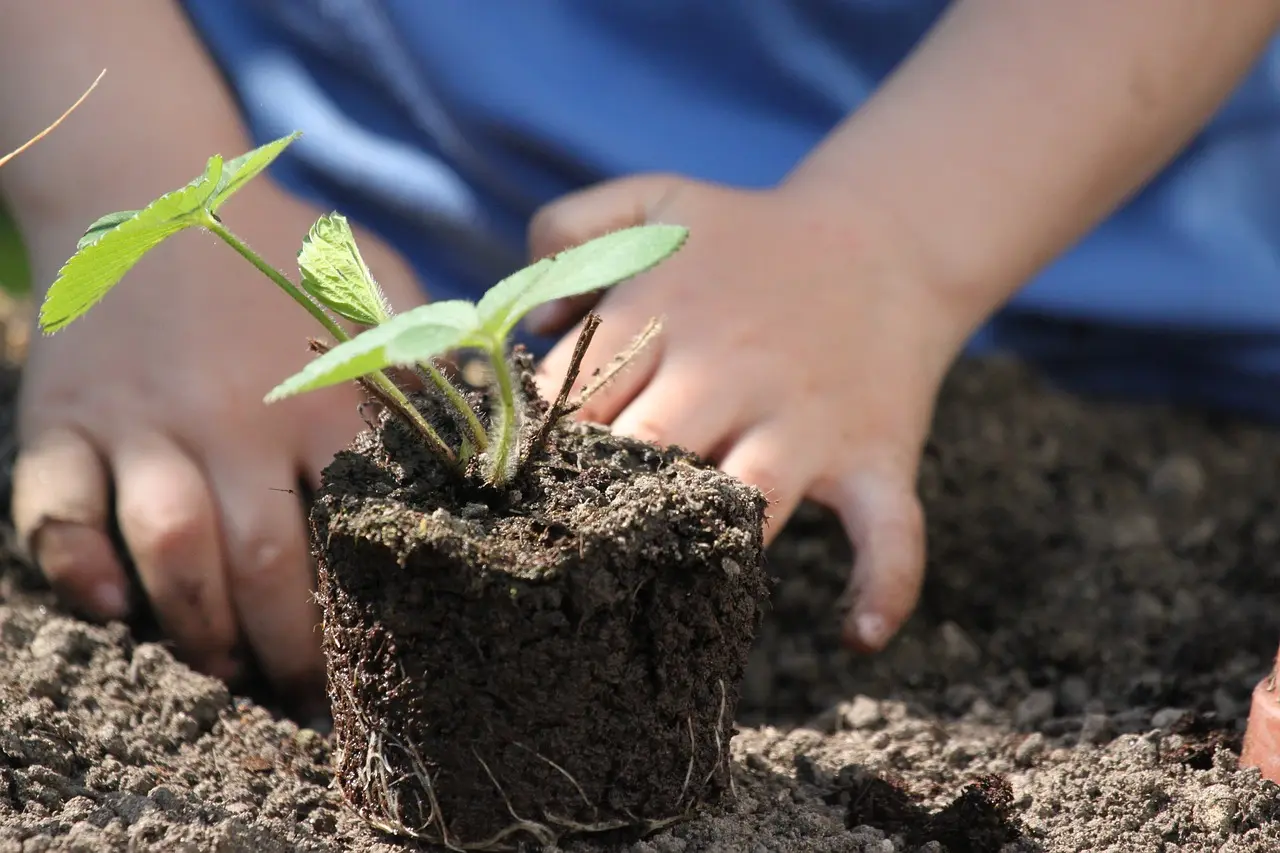 What vegetables grow best in full sun?