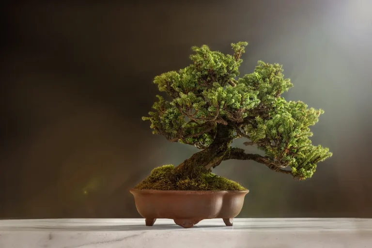 Bonsai artist pruning a juniper bonsai on a workbench with scissors in natural light