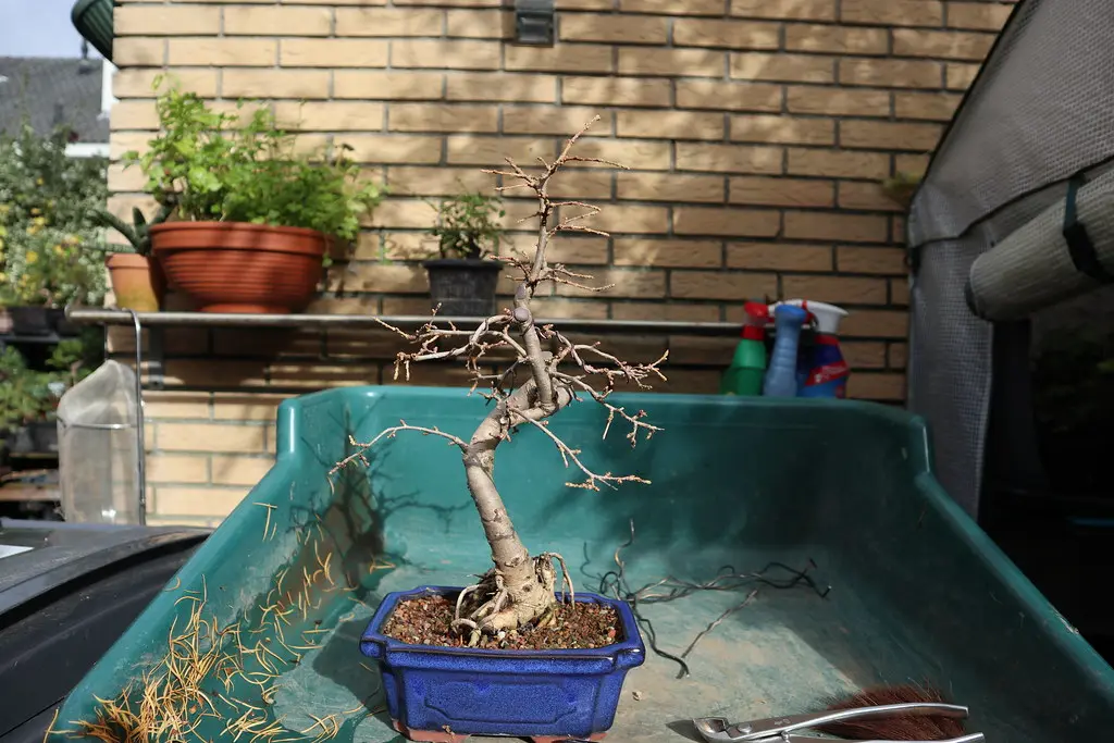 Close-up of bonsai pruning shears choosing a branch on a small tree
