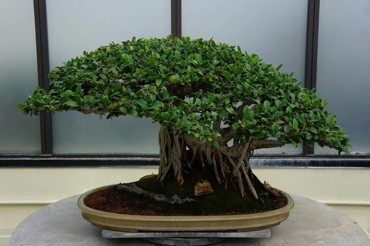 A beginner inspects a bonsai tree on a table with pruning scissors and a moisture meter nearby