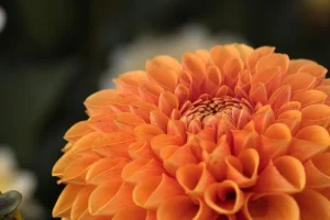 Botanical Garden Guide