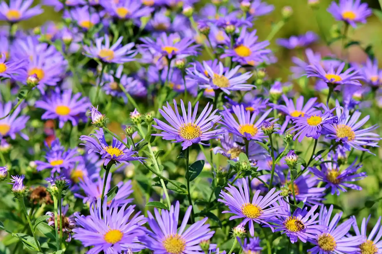 What makes a botanical garden different from a regular park?