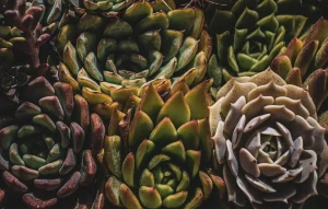 Botanical Gardens and Plant Care for Public Displays