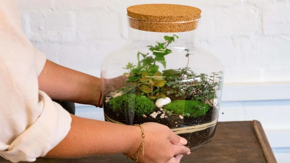 Can a Bonsai Tree Live in a Closed Aquatic Ecosystem?