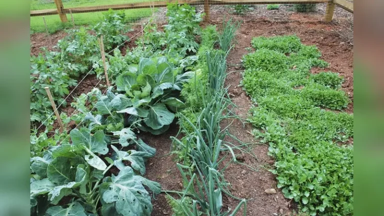 Can Brussels Sprouts And Broccoli Be Planted Together? Find Out
