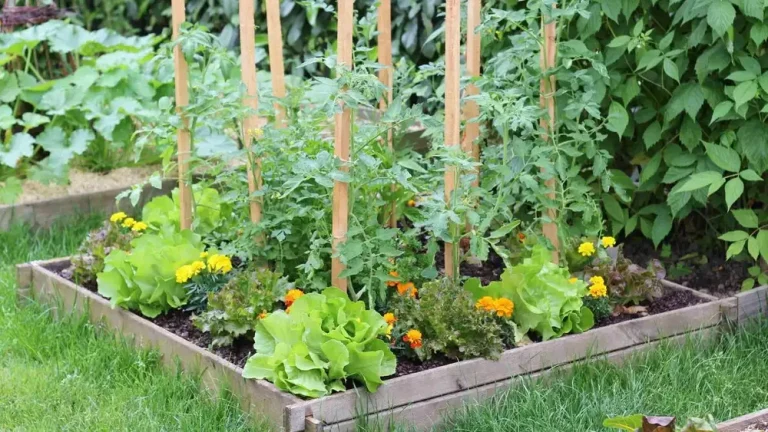 Can Grub-X Be Applied to Vegetable Gardens? Safety Guide