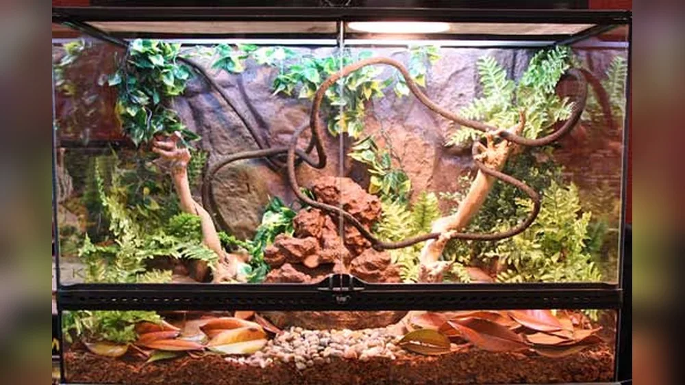 Can You Keep a Juniper Bonsai in a Bearded Dragon Tank?