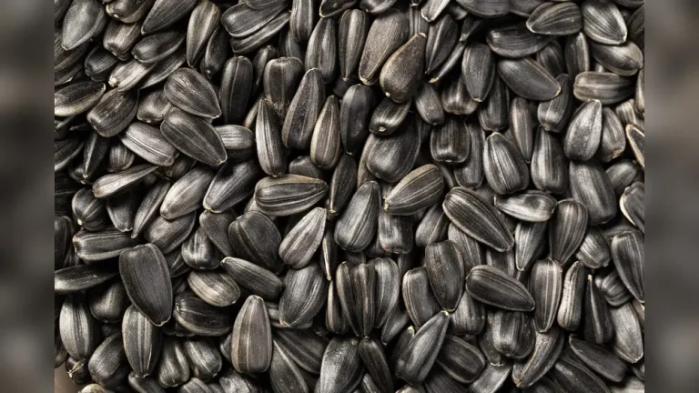 Can You Plant Black Oil Sunflower Seeds From the Bag?