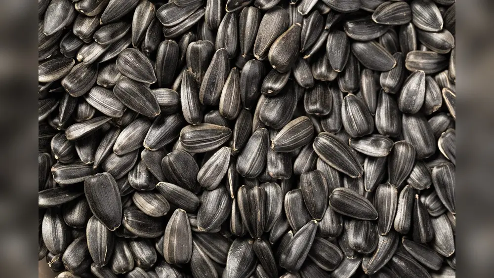 Can You Plant Black Oil Sunflower Seeds From the Bag?