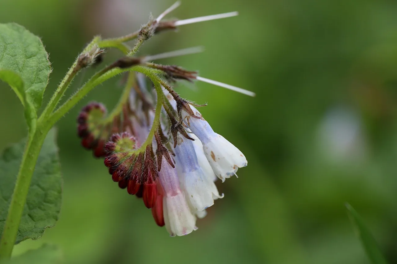 What does safe to use actually mean in an edible garden?