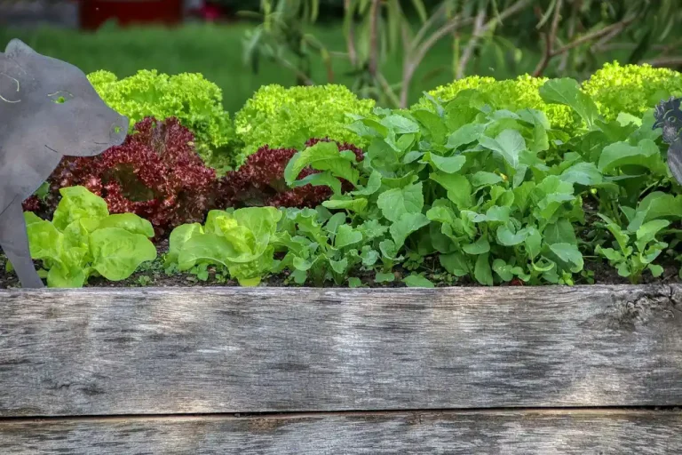 Raised bed garden with a gardener measuring spacing among lettuce, tomatoes, and carrots