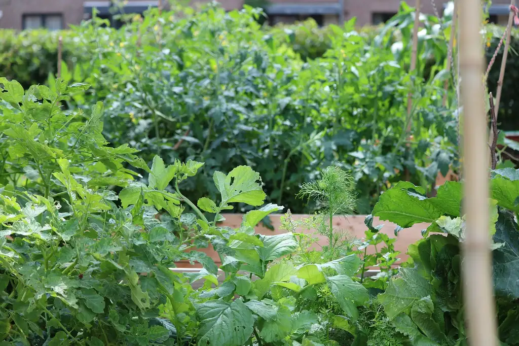 What raised bed techniques actually raise harvests?