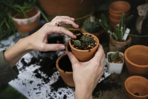 Gardening Techniques
