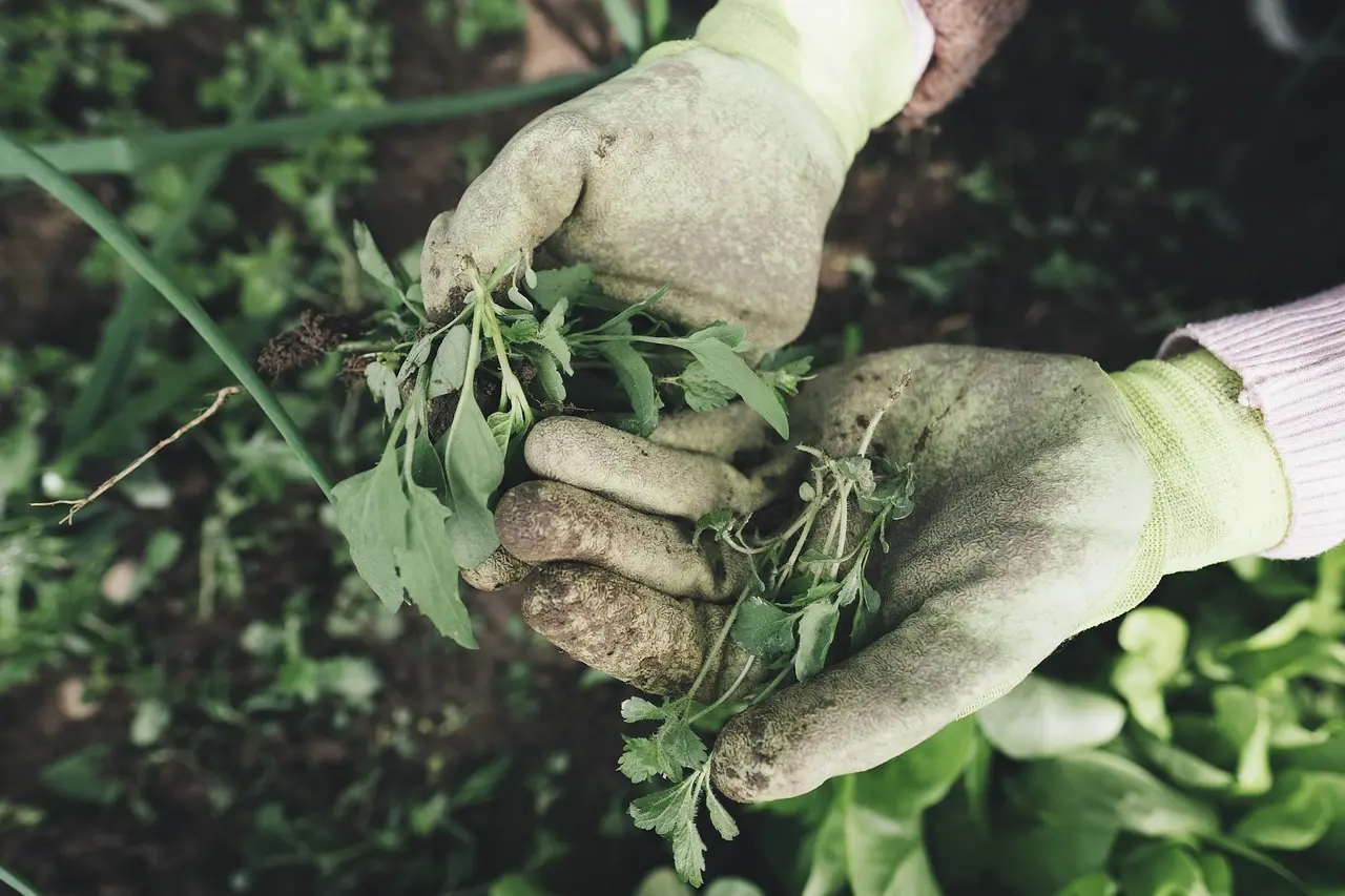 How gardening techniques actually work