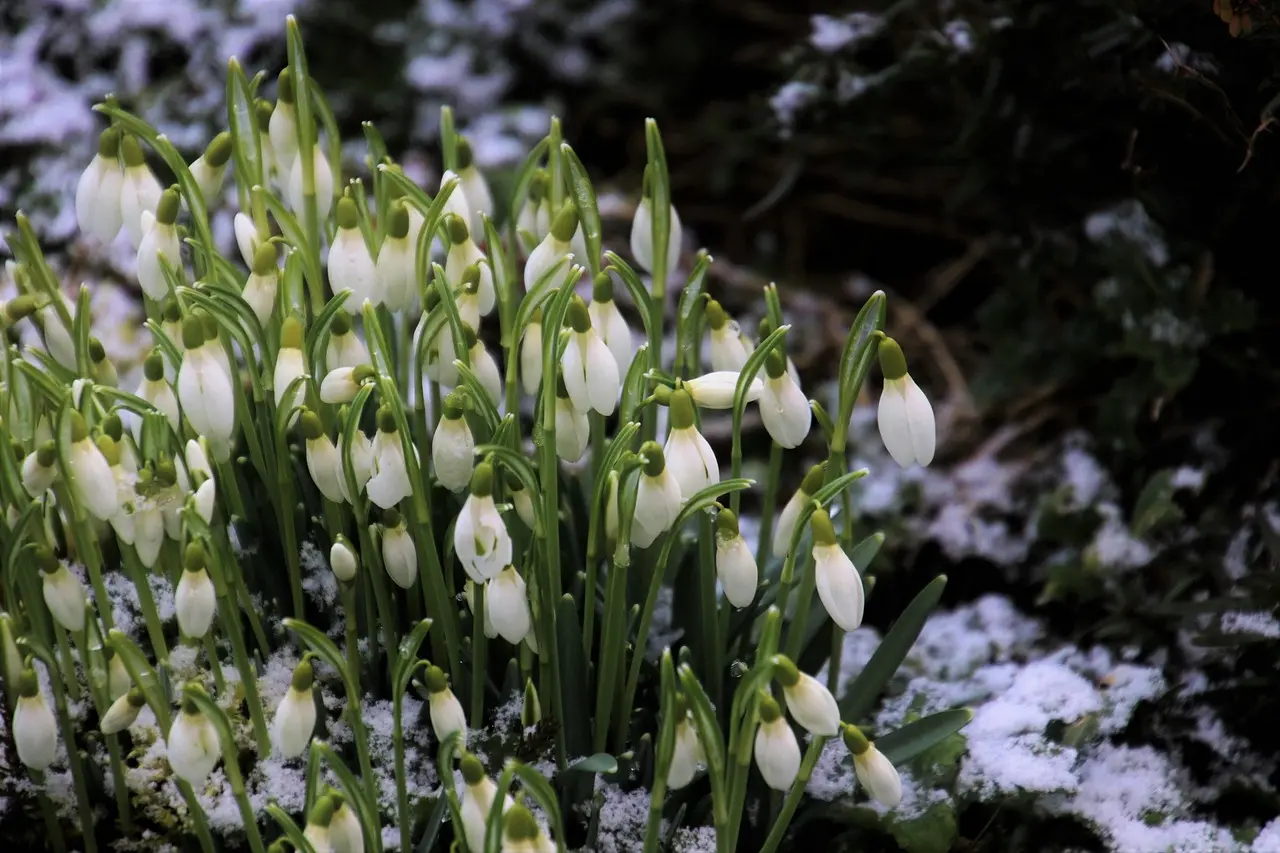 Your first-season garden calendar