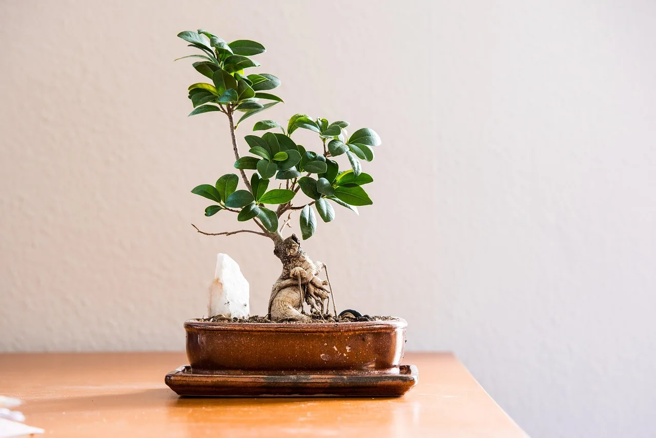 Room-by-room houseplant care matrix