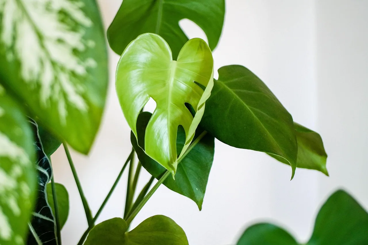 Why are my houseplant leaves turning brown, crispy, yellow, or curled?