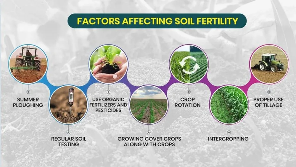 How Do Primary Consumers Make the Soil More Fertile?