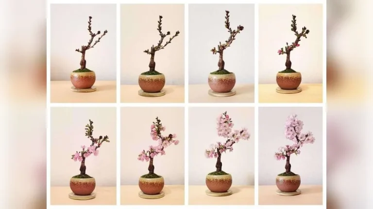 How Long Does a Cherry Blossom Bonsai Take to Grow?