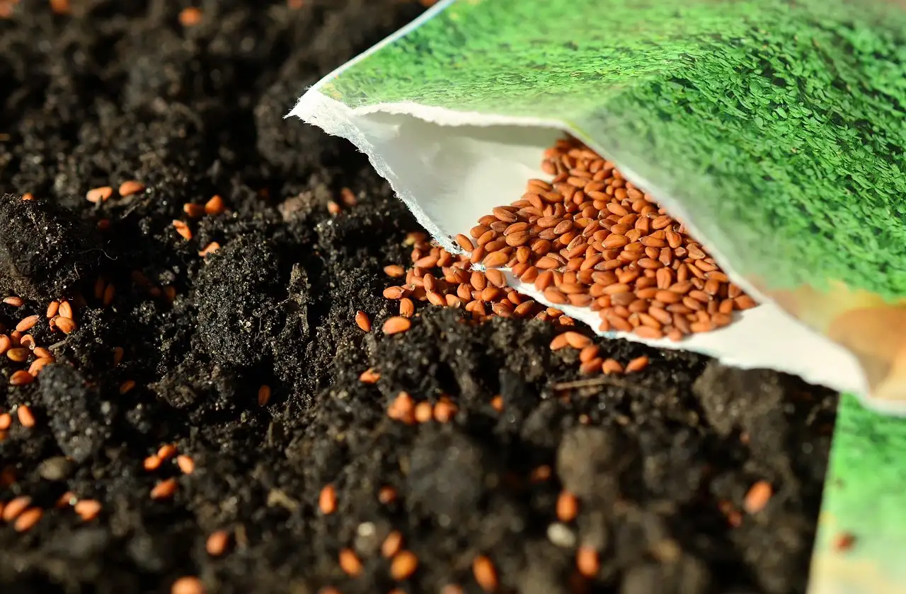 How many seeds should I sow per container?