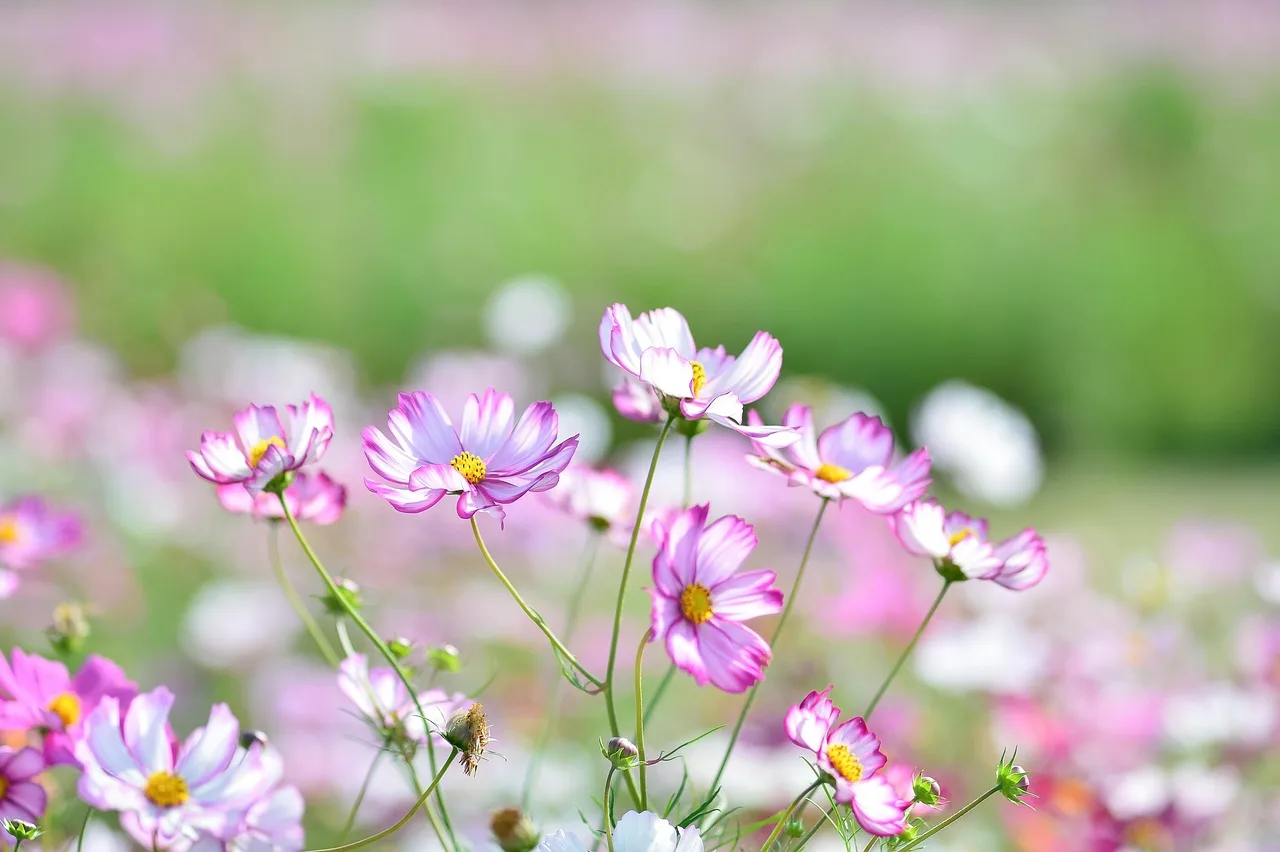 How to turn one packet into the right number of plants