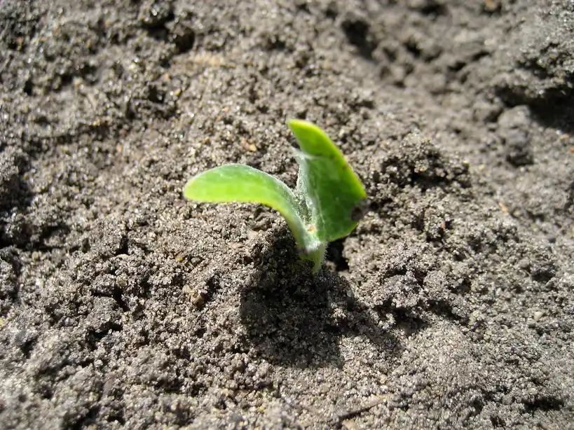 Hand thinning a second squash seedling from a mound beside one established squash plant.