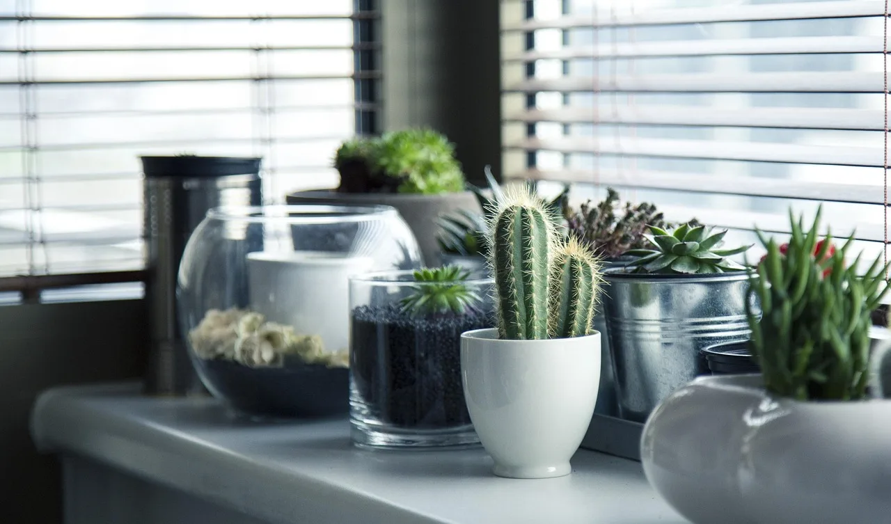 What indoor light really means for houseplants