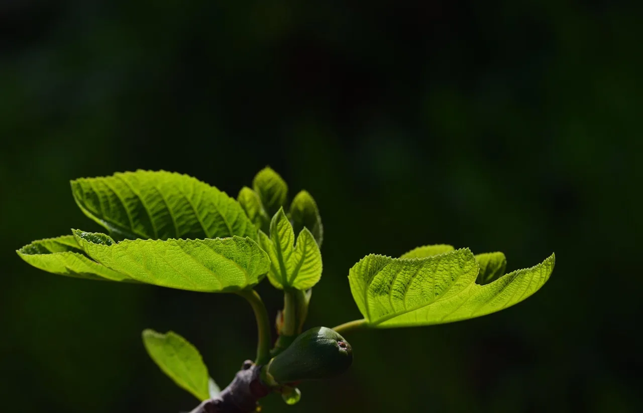 Should I use a grow light for houseplants?
