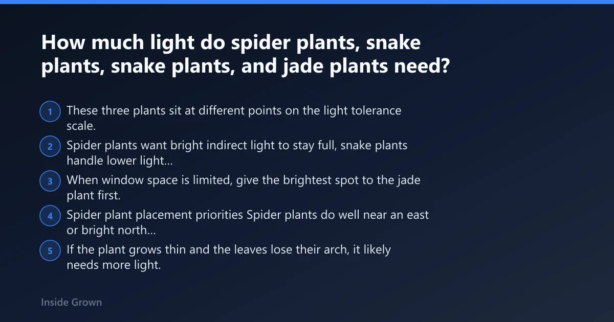 Steps: How much light do spider plants, snake plants, and jade plants need?