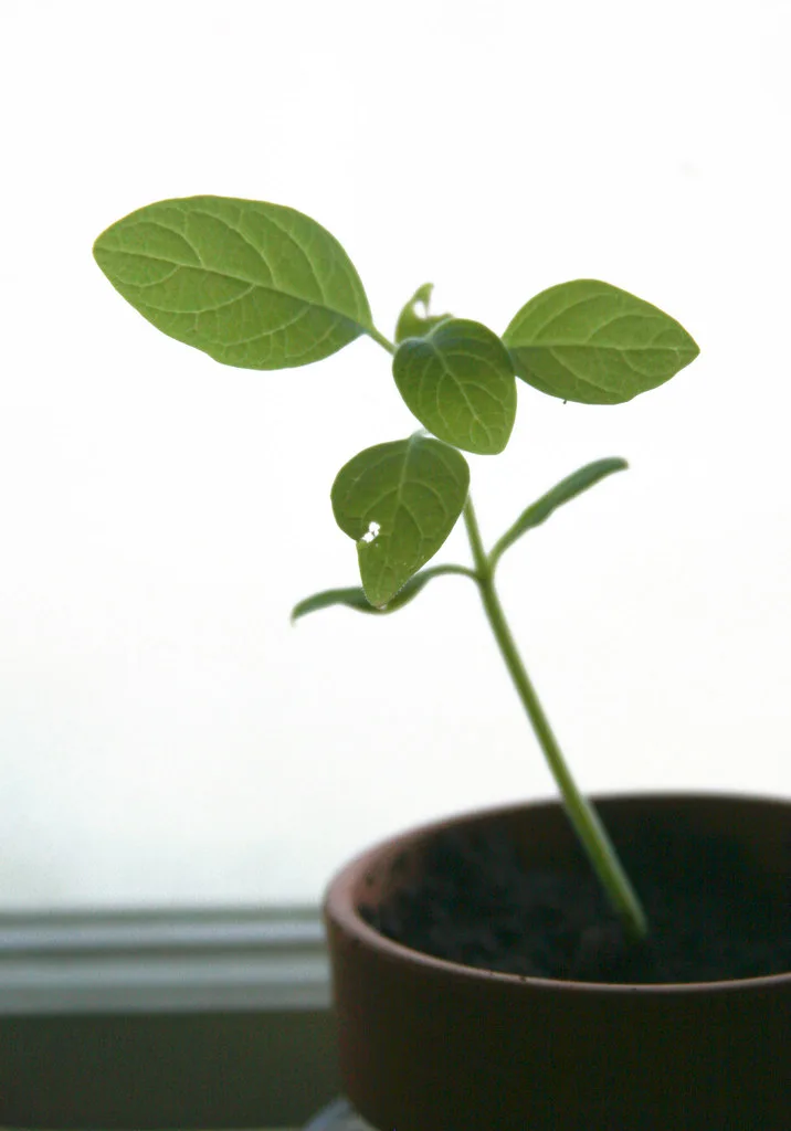 A tiny seedling emerging from moist soil in a small pot with green cotyledons
