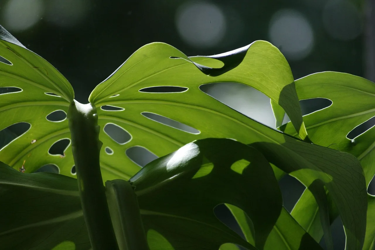 When should you use grow lights?