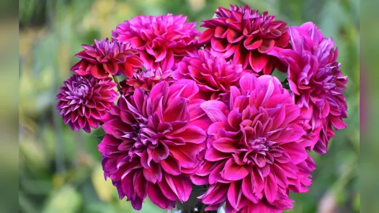 How to Collect Dahlia Seeds From Plants (Easy Fall Guide)