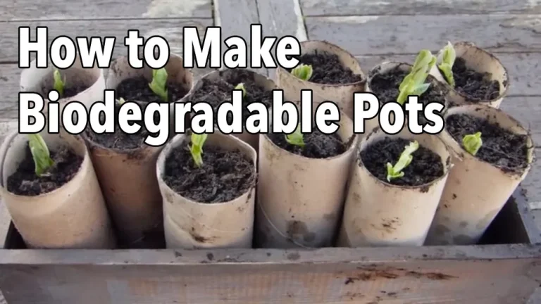 How to Make Homemade Seeds for Gardening (Diy Methods)