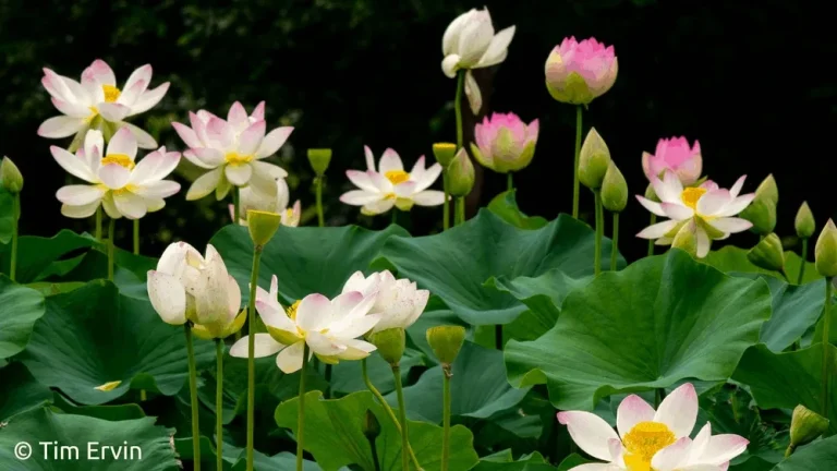 How to Plant Lotus Seeds in an Aquarium (Step-By-Step)