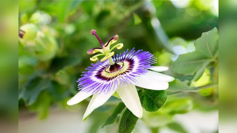 How to Plant Passion Flower Seeds That Actually Germinate