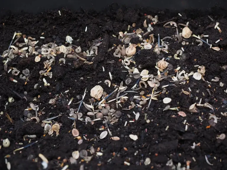 Gardener comparing pots and a garden bed for planting seeds