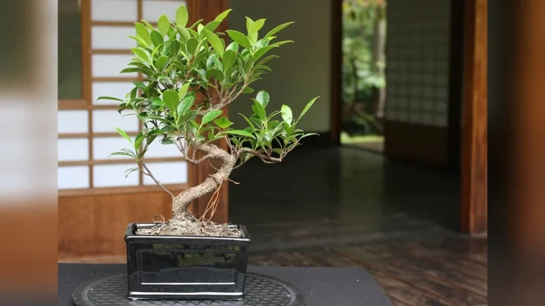 How to Prepare a Small Ficus Tree to Become a Bonsai