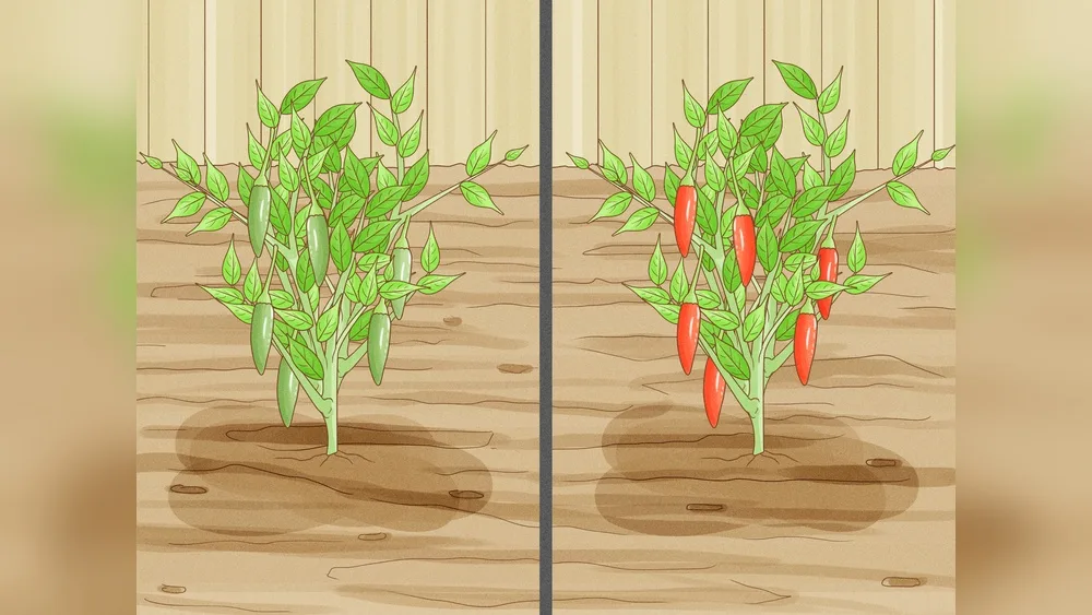 How to Preserve Pepper Seeds for Planting (Step-By-Step)