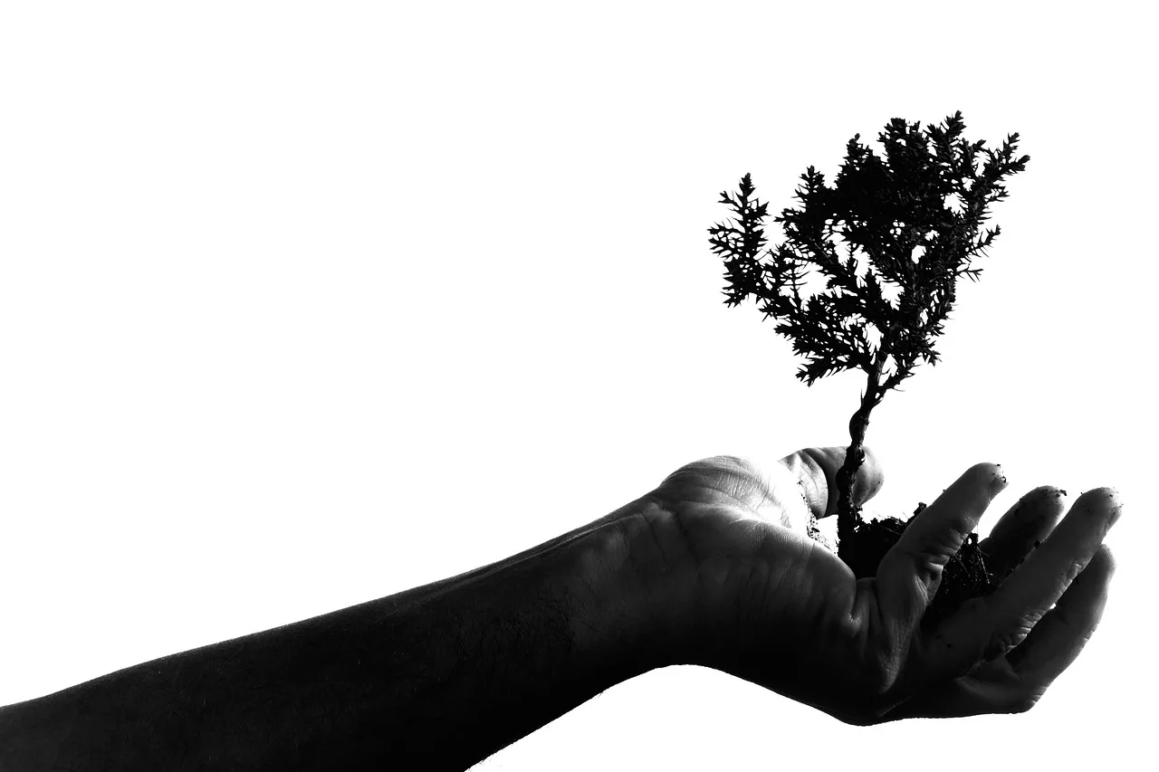 When should you repot a bonsai tree?